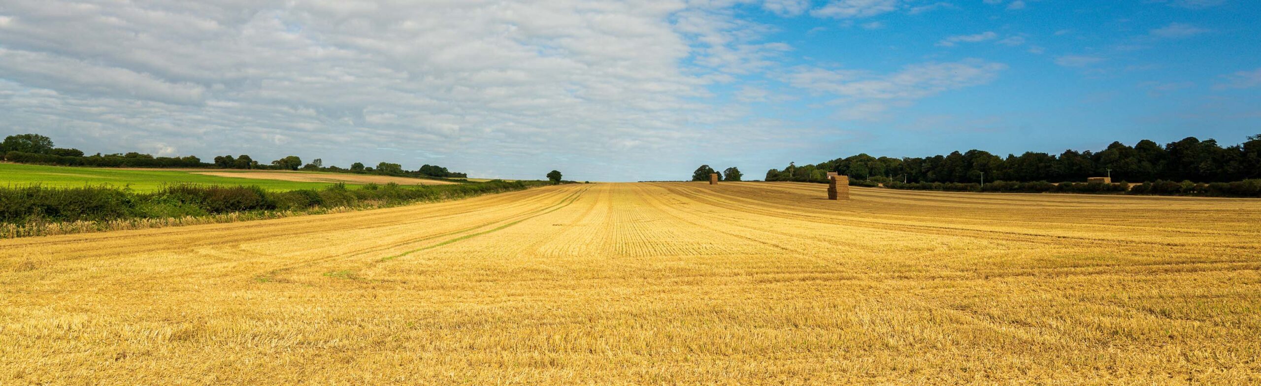 Crop field